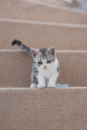 Funny little grey and white kitten sits on the soft stairs at cozy home