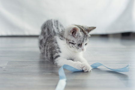 The kitten plays with a blue ribbon at home.の写真素材