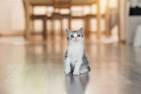 Cute little grey kitten in the cozy homeの写真素材