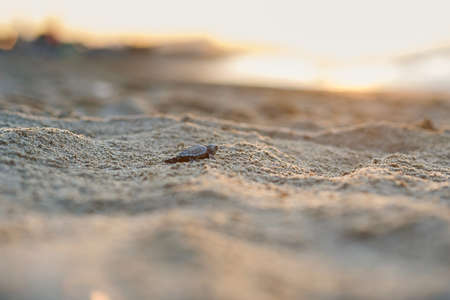 Newborn sea turtle cub crawls along the sandy shore in the direction of the ocean to survive.