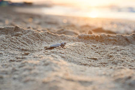 Hatched sea turtle crawl on sand to the sea at sunrise. Forward to a new life.の写真素材
