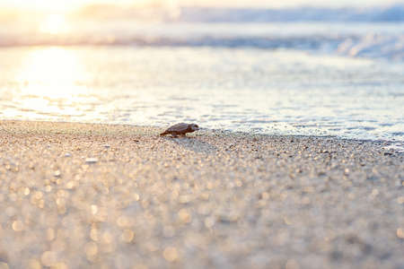 Hatched sea turtle crawl on sand to the sea at sunrise. Forward to a new life.の写真素材