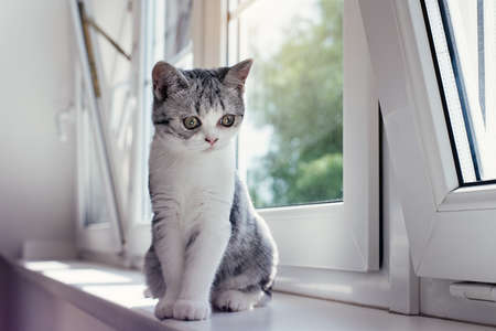 Cute little grey kitten in the cozy homeの写真素材