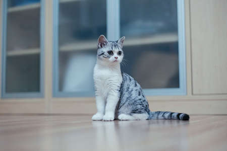 Cute little grey kitten in the cozy homeの写真素材