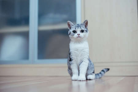 Cute little grey kitten in the cozy homeの写真素材