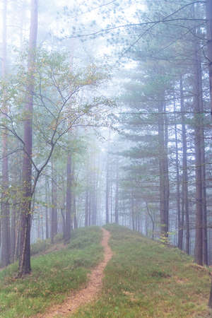 Sun rays in a fog in a misty morning green forest. Osnabruck, germanyの写真素材