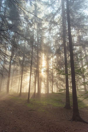 Walking in pine autumn forest at czech republic. Sunshine beams rays at sunrise through the fog among trees.の写真素材