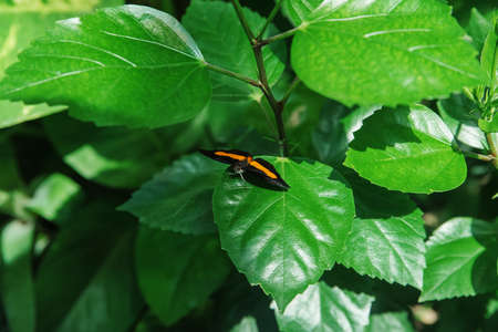 Blue Morpho, Morpho peleides, big butterfly sitting on green leaves, beautiful insect in the nature...
