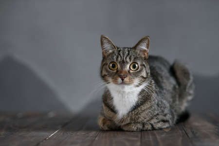 Little cute striped kitten with white collar and big yellow eyes sitting on wooden floor and lokking...