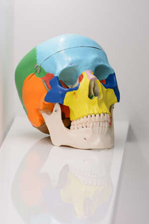 Three quarters view of coloured plastic educational model of a human skull on black background.の写真素材