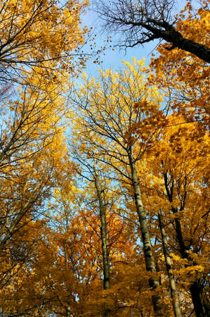 Beautiful yellow trees in autumn forest