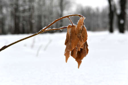 Branches with yellow leaves under snow winterの写真素材