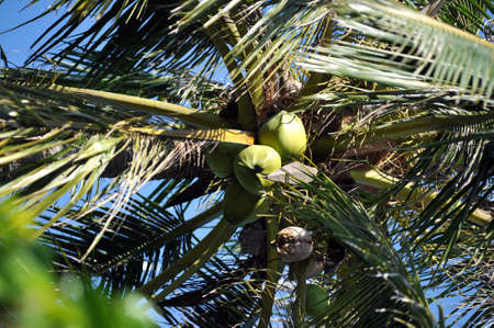 Coconut tree with nuts in Vietnam.の写真素材