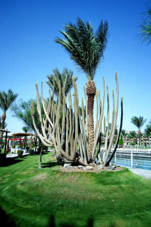 Hurghada, Egypt - August 15, 2015: Luxurious 5-star hotel Dana Beach Resort in Hurghada is one of the Pickalbatros. Is a popular tourist destination especially in the winter of northern countriesのeditorial素材