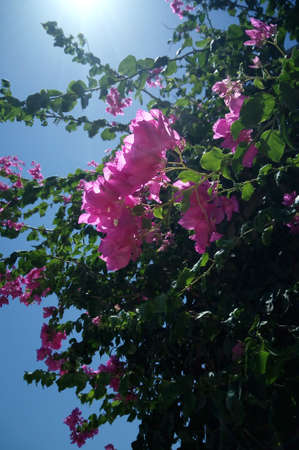 El-Gouna, Egypt - August 14, 2015: El-Gouna. Egypt. Tourist resort on the Red Sea coast and is known as the Pearl of the Red Sea or Venice in the sandのeditorial素材