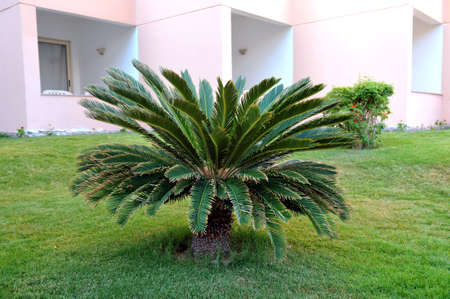 HURGHADA, EGYPT - OCTOBER 14, 2013:Beautiful palm trees in a tropical luxury hotel on the shores of the Red Sea.のeditorial素材