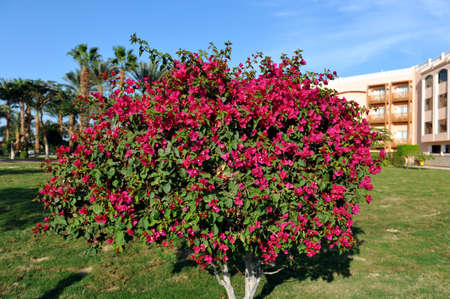 HURGHADA, EGYPT - OCTOBER 14, 2013:Tropical luxury resort hotel on Red Sea beach. Hurghada, Egyptのeditorial素材