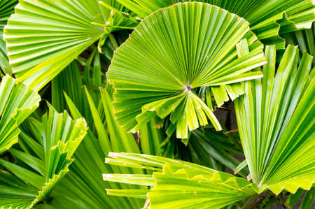 Palm frond against blue sky in Vietnam.の写真素材