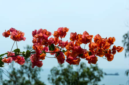 Beautiful tropical flowers Bougainvillea with red blossoms.の写真素材