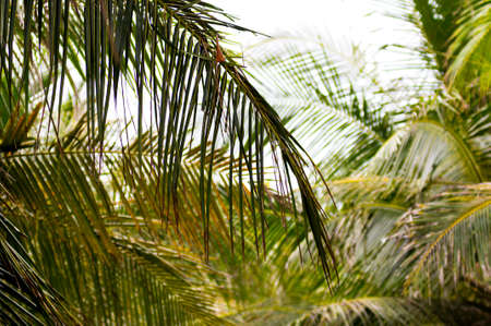 Palm frond against blue sky in Vietnam.の写真素材