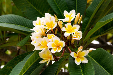 Beautiful flowers Frangipani (plumeria). Plumeria flowers are the most fragrant at nightの写真素材