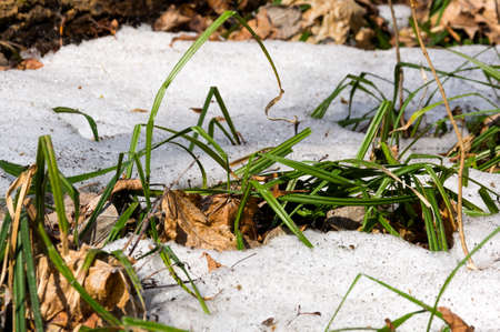 Melting snow in the spring in the forestの写真素材