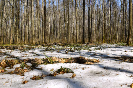 Melting snow in the spring in the forestの写真素材