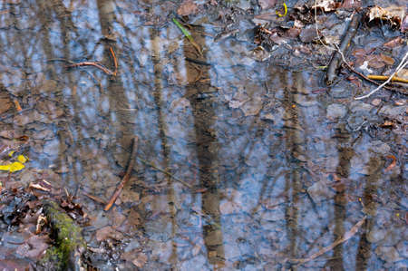 Reflection of trees in the puddle in the forest
