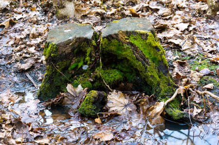 An old forest stump covered with green moss