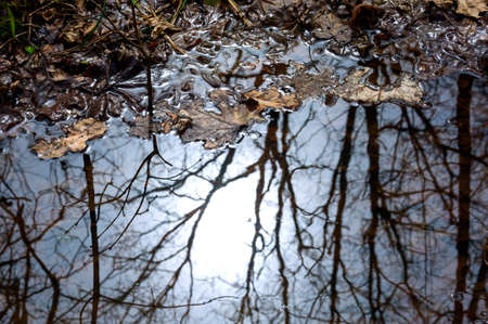 Reflection of trees in the puddle in the forest
