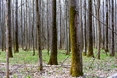 Forest in early springの写真素材