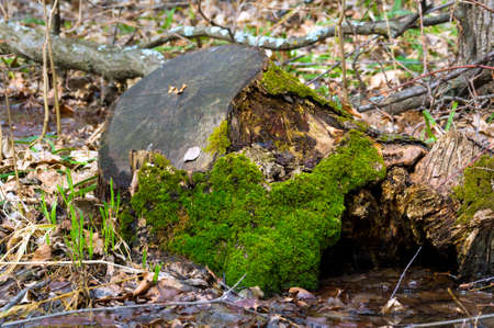 An old forest stump covered with green mossの写真素材