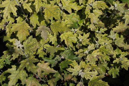 autumn green maple branches in sunlightの写真素材