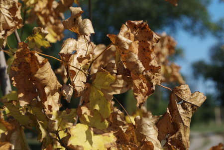 autumn maple branches in sunlightの写真素材