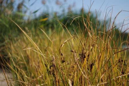 Reeds on the river bank. Marsh plant, the common reed. Reeds brushの写真素材