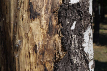 the old part of the tree trunk on which a part of the bark has burst and a part of the crust has been removed, a closeupの写真素材