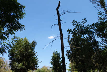 Dry tree rushing into the blue sky against the background of nearby living treesの写真素材