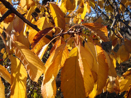 Autumn leaves with the blue sky backgroundの写真素材