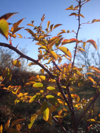 Autumn leaves with the blue sky backgroundの写真素材