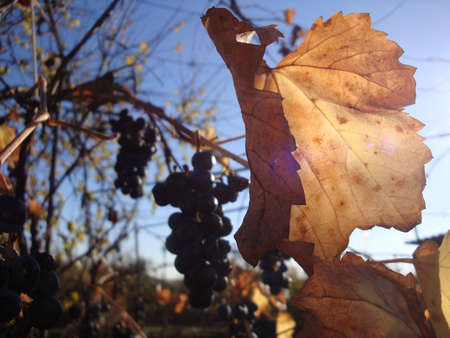beautiful green grape leaves in front of a shiny sun and an amazing blue skyの写真素材