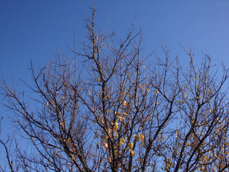 Dry tree in the background blue skyの写真素材