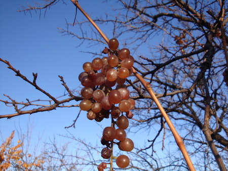 white grapes in the vineyard, close upの写真素材