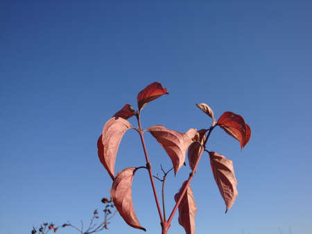 Branches with autumn red sunlight maple leaves in forest at sun day