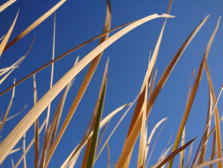 Tall dry grass sway in the background blue sky, close-upの写真素材