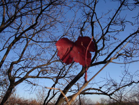 Branches with autumn red sunlight maple leaves in forest at sun day
