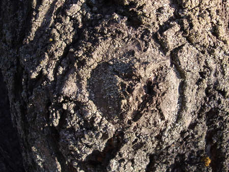 Hole in the bark of a tree close upの写真素材