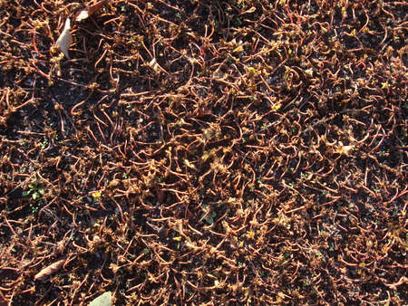 Moss - close up view for nature background