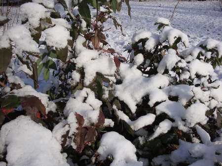 Snowflakes on green grass soft focus. Beautiful white snow with cold weather in the winter season.の写真素材