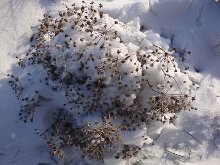 Snowflakes on green grass soft focus. Beautiful white snow with cold weather in the winter season.の写真素材