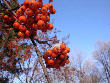 Bright red berries under white snow. Blue sky and bright sun in a winter fresh day.の写真素材